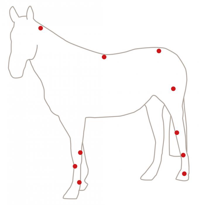 medizinische Druckwelletherapieausrüstungsveterinärstoßwelle pferdeartige pferdeartige Druckwelle-Therapiemaschine