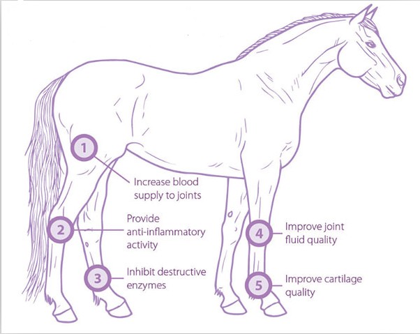Kleine Veterinärhaustiere der Physiotherapie benutzen die extracorporeal pferdeartige Stoßwellentherapiepferdedruckwellemaschine